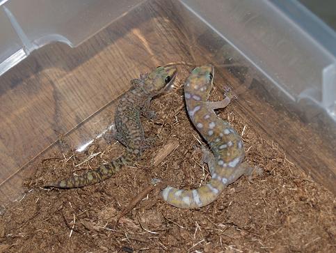 o. monilis